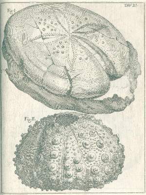 Bild Nr.5: 141-1835 Scilla,A.: (Verschiedene Gebiete - Varia, Geologie - Mineralogie u. Paläontologie)