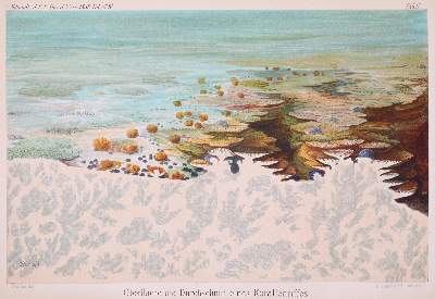 Bild Nr.1: 141-1838 Walther,J.: (Verschiedene Gebiete - Varia, Geologie - Mineralogie u. Paläontologie)