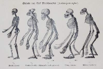 Bild Nr.3: 141-1839 Haeckel,E.: (Verschiedene Gebiete - Varia)