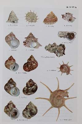 Bild Nr.2: 141-1843 Hoikusha Illustrated Natural History: (Verschiedene Gebiete - Varia)