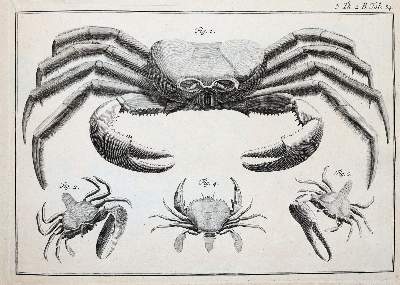Bild Nr.4: 141-1893 (LINNE, C. VON,: (Verschiedene Gebiete - Varia)