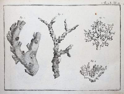 Bild Nr.6: 141-1893 (LINNE, C. VON,: (Verschiedene Gebiete - Varia)