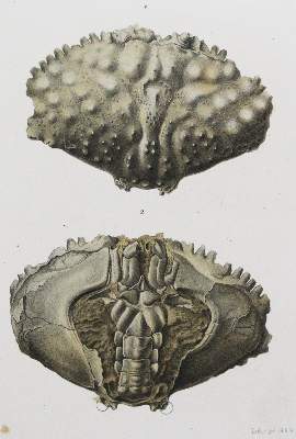 Bild Nr.2: 141-1939 Reuss,A.v.: (Verschiedene Gebiete - Varia)