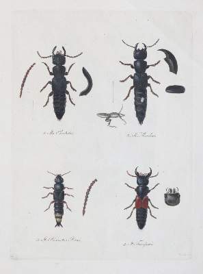 Bild Nr.11: 141-2164 Becker,W.G.: (Deutschland, Sachsen)