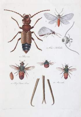 Bild Nr.13: 141-2164 Becker,W.G.: (Deutschland, Sachsen)