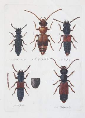 Bild Nr.14: 141-2164 Becker,W.G.: (Deutschland, Sachsen)