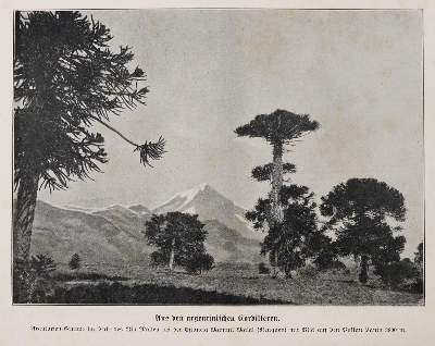 Bild Nr.3: 141-2423 Storch,H. (Hrsg.).: (Verschiedene Länder - Geschichte, Russland)