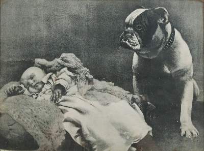 Bild Nr.42: 141-2502 Konvolut: (Varia, Mops - Bulldogge)