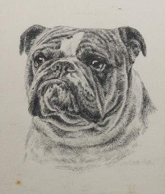 Bild Nr.90: 141-2502 Konvolut: (Varia, Mops - Bulldogge)