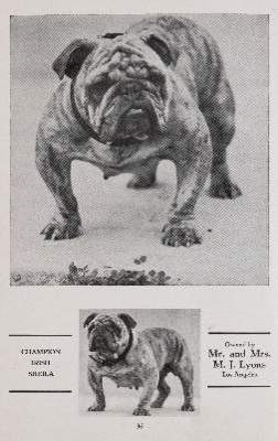 Bild Nr.3: 141-2503 Konvolut: (Varia, Mops - Bulldogge)