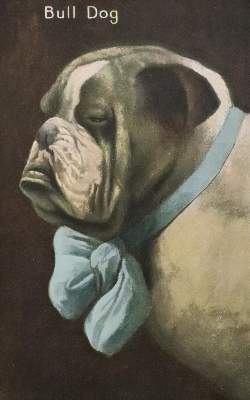 Bild Nr.1: 141-2504 Sammlung: (Varia, Mops - Bulldogge)