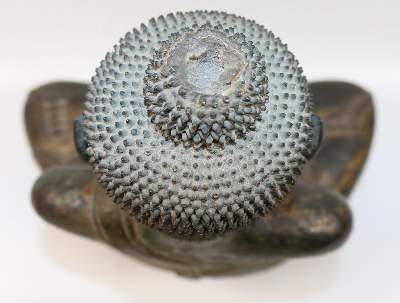 Bild Nr.22: 141-2567 Buddha Shakyamuni: (Asiatika, Buddha)