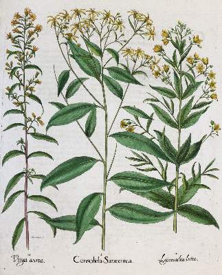 Bild Nr.1: 141-3036 Fluß-Kreuzkraut, Goldrute, Felberich.: (Varia, Botanik, Besler)
