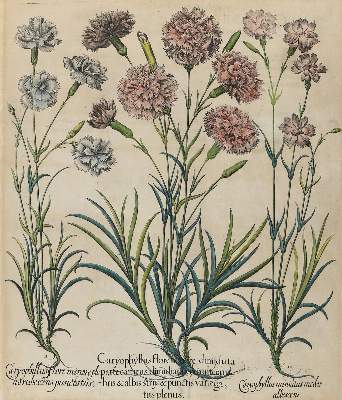 Bild Nr.1: 141-3037 Gartennelken.: (Varia, Botanik, Besler)
