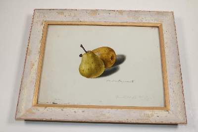 Bild Nr.15: 141-3042 Blaschek,Franz. (1787-1868): (Varia, Botanik)