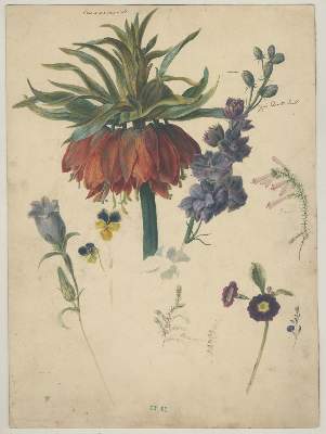 Bild Nr.1: 141-3044 Kaiserkrone.: (Varia, Botanik)