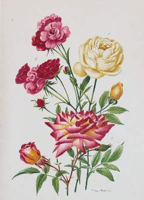 Bild Nr.2: 141-3048 Rosendarstellungen.: (Varia, Botanik, Rosen)