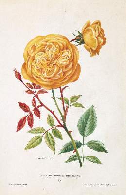 Bild Nr.3: 141-3048 Rosendarstellungen.: (Varia, Botanik, Rosen)