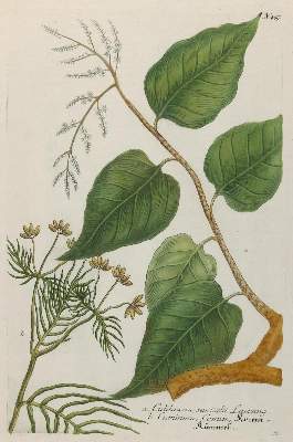 Bild Nr.3: 141-3049 Sammlung: (Varia, Botanik)