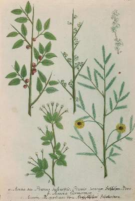 Bild Nr.8: 141-3049 Sammlung: (Varia, Botanik)