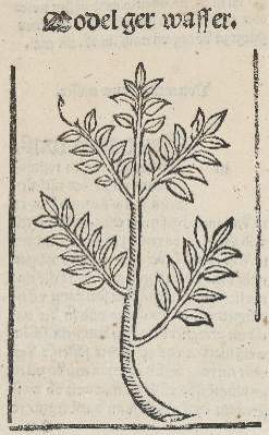 Bild Nr.1: 141-3051 Sammlung: (Varia, Botanik)