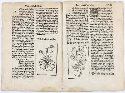 Bild Nr.2: 141-3051 Sammlung: (Varia, Botanik)