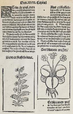 Bild Nr.3: 141-3051 Sammlung: (Varia, Botanik)
