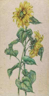 Bild Nr.1: 141-3052 Sonnenblumen.: (Varia, Botanik)