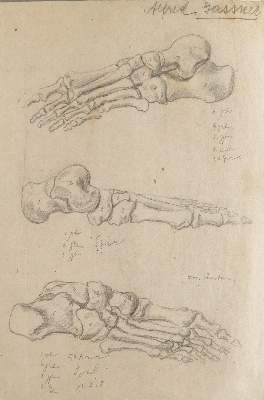 Bild Nr.4: 141-3091 Anatomie.: (Varia, Medizin)