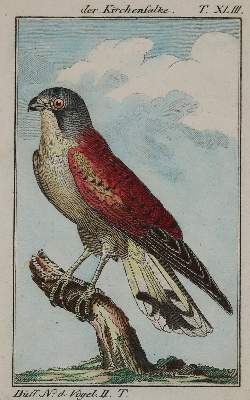 Bild Nr.1: 141-3147 Vögel.: (Varia, Zoologie)