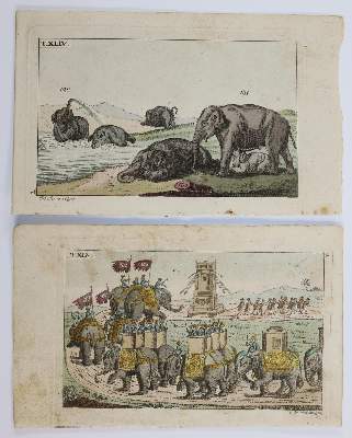 Bild Nr.2: 141-3147 Vögel.: (Varia, Zoologie)