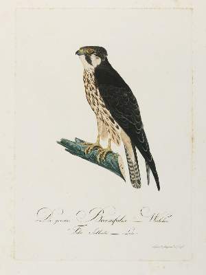 Bild Nr.1: 141-3148 Vögel.: (Varia, Zoologie)