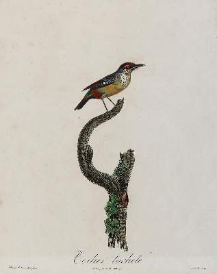 Bild Nr.2: 141-3149 Vögel.: (Varia, Zoologie)
