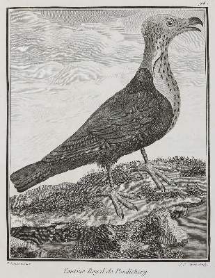 Bild Nr.1: 141-3150 Vögel.: (Varia, Zoologie)