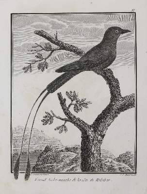 Bild Nr.4: 141-3150 Vögel.: (Varia, Zoologie)