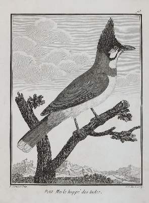 Bild Nr.5: 141-3150 Vögel.: (Varia, Zoologie)
