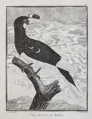 Bild Nr.6: 141-3150 Vögel.: (Varia, Zoologie)