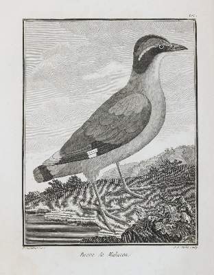 Bild Nr.8: 141-3150 Vögel.: (Varia, Zoologie)