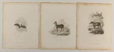Bild Nr.9: 141-3924 Konvolut.: (Künstlergraphik)