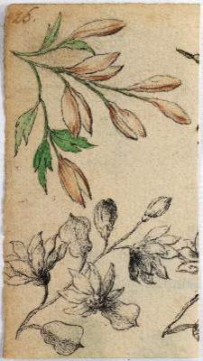Bild Nr.3: 141-4278 Pflanzen und Tiere.: (Künstlergraphik)