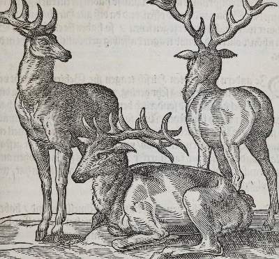 Bild Nr.3: 141-568 Du Fouilloux,J.: (Jagd)