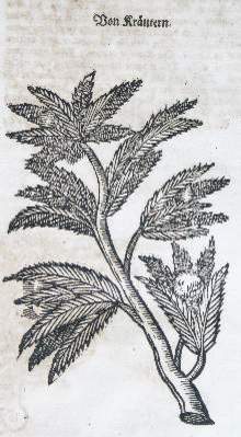 Bild Nr.2: 141-594 Coler,J.: (Küche und Haushalt, Hausväterliteratur)