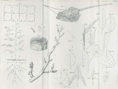 Bild Nr.2: 141-614 Hlubek,F.X.: (Land- und Forstwirtschaft, Landwirtschaft)