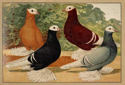 Bild Nr.2: 141-626 Schachtzabel,E.: (Land- und Forstwirtschaft, Tierhaltung, Tauben)