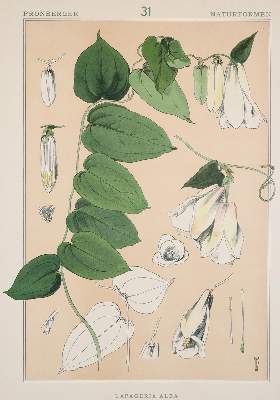 Bild Nr.6: 141-716 Pronberger,L.: (Ornamente, Jugendstil)
