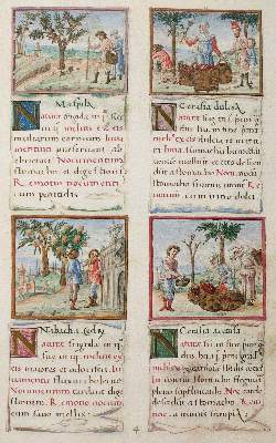 Bild Nr.2: 141-808 Tacuinum sanitatis.: (Faksimile)