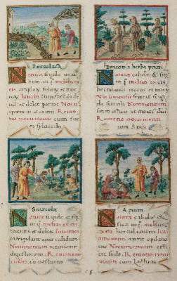 Bild Nr.3: 141-808 Tacuinum sanitatis.: (Faksimile)