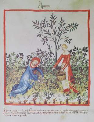 Bild Nr.1: 141-809 Tacuinum Sanitatis in Medicina.: (Faksimile)