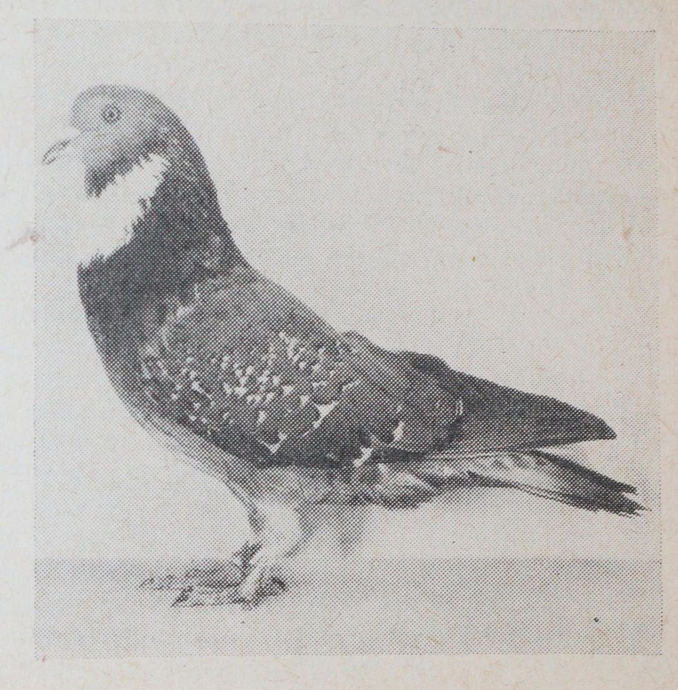 Große Abbildung Nr.3: 142-1000 Jahrbuch: (Land- und Forstwirtschaft, Tierhaltung, Geflügel)