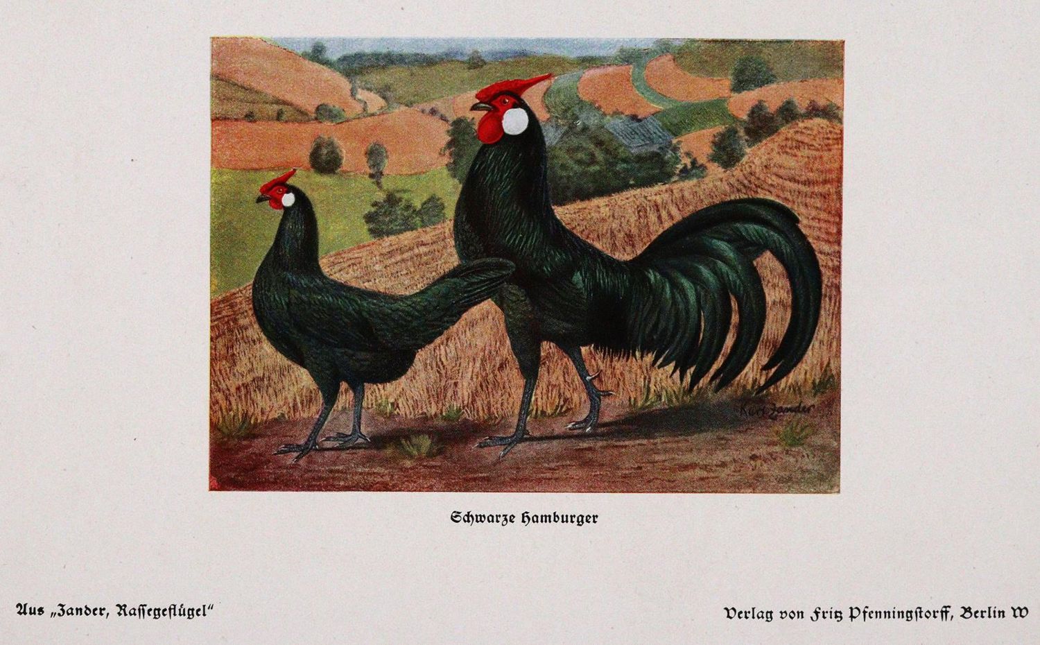 Große Abbildung Nr.2: 142-1003 Zander,K.: (Land- und Forstwirtschaft, Tierhaltung, Geflügel)